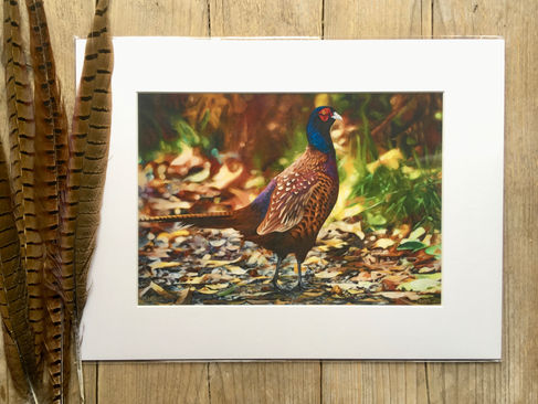 Pheasant 'Autumn Bliss'
