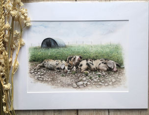 Gloucester Old Spot pigs 
'40 Winks'