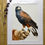 Thumbnail: Harris Hawk giclee print