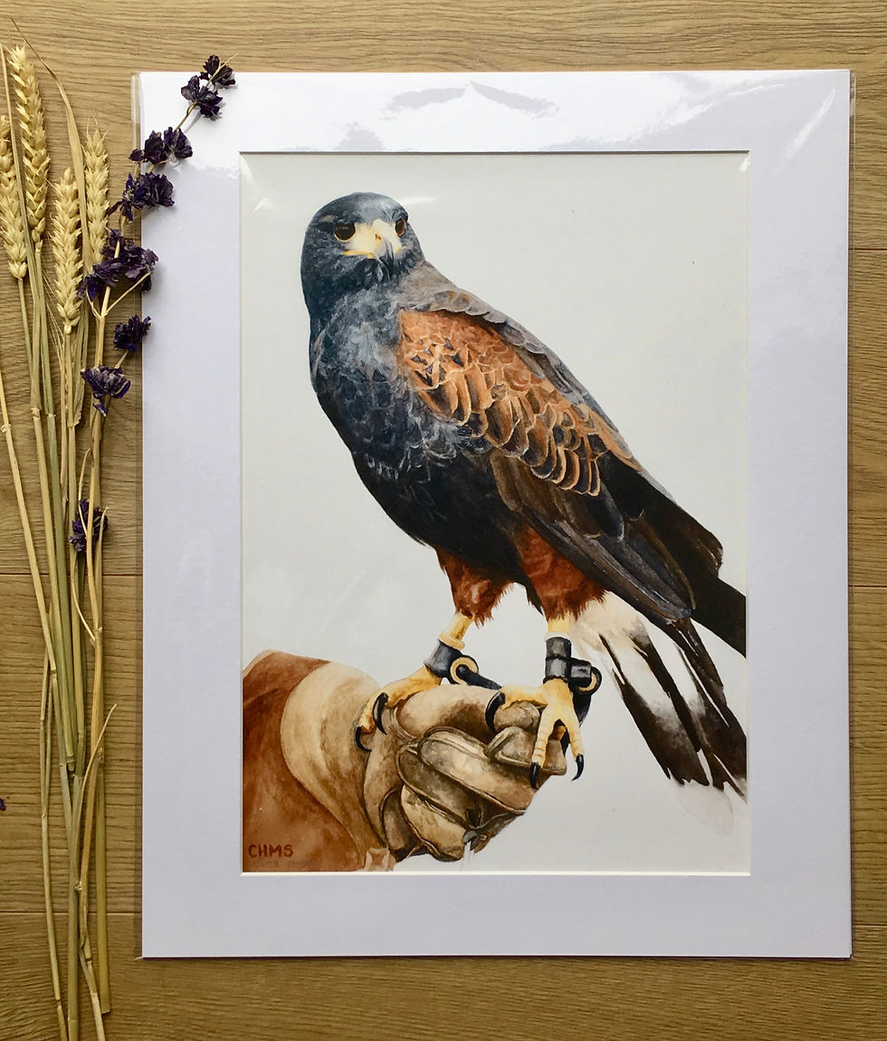 Harris Hawk giclee print