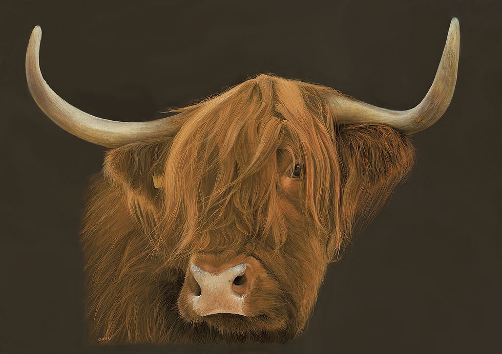 Thumbnail: Highland Cow giclee print | Always Watching