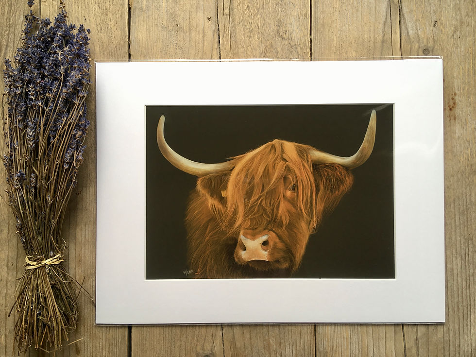 Highland Cow giclee print | Always Watching