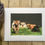 Thumbnail: Highland cattle giclee print | Spoilt for choice