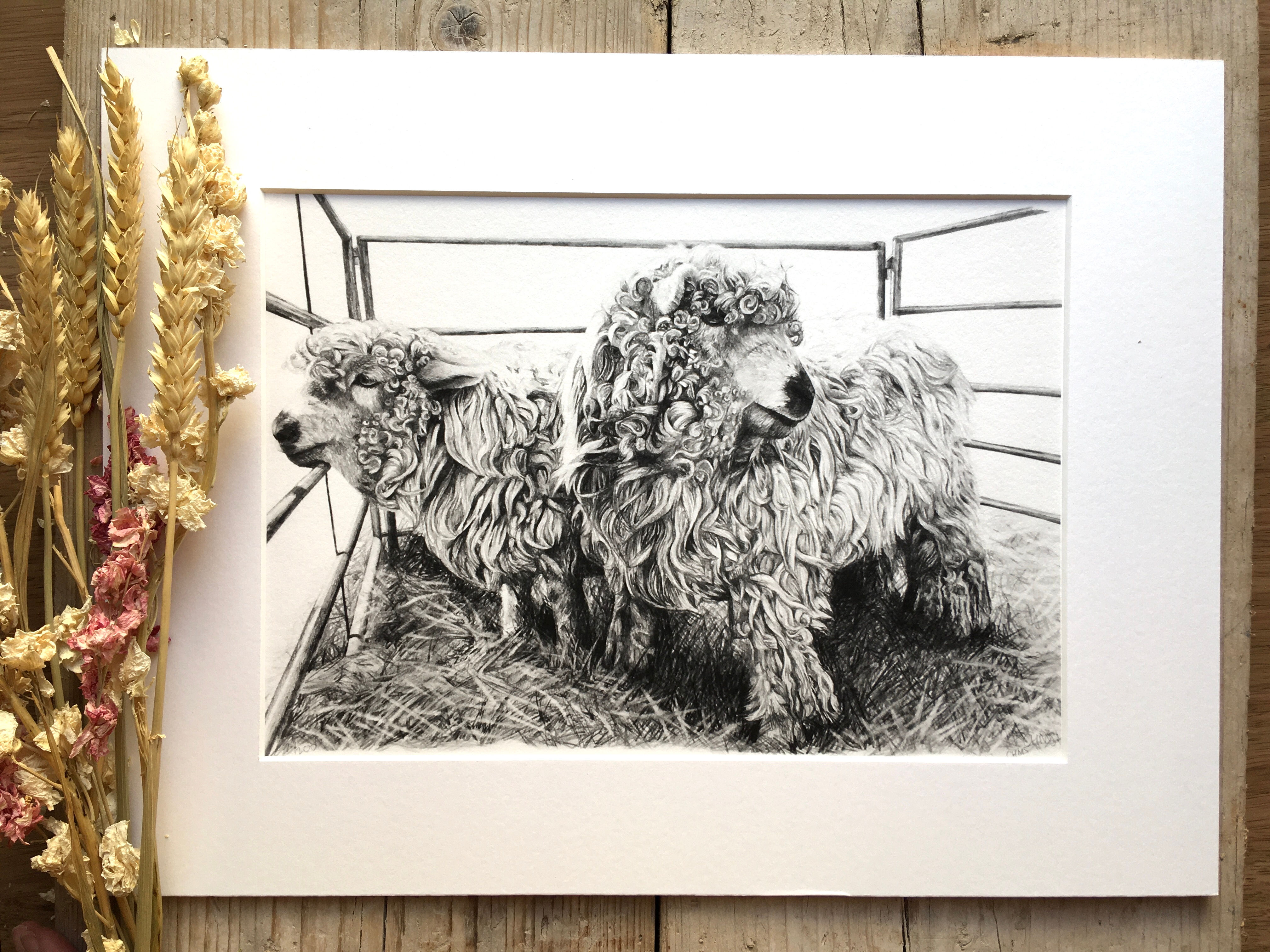 Greyface Dartmoor giclee print | Its showtime