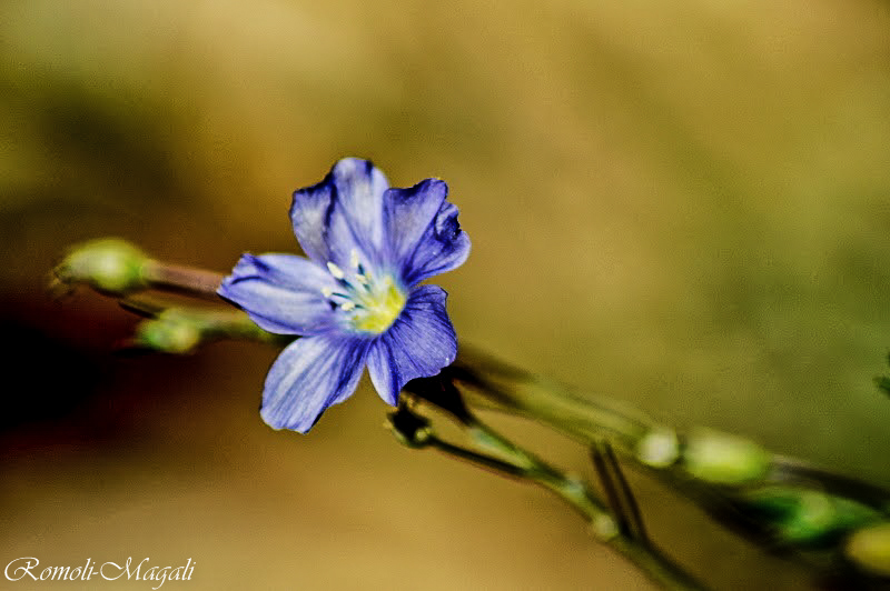 Romoli Magali Photographies