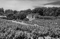 29052014-29052014-DSC_7221