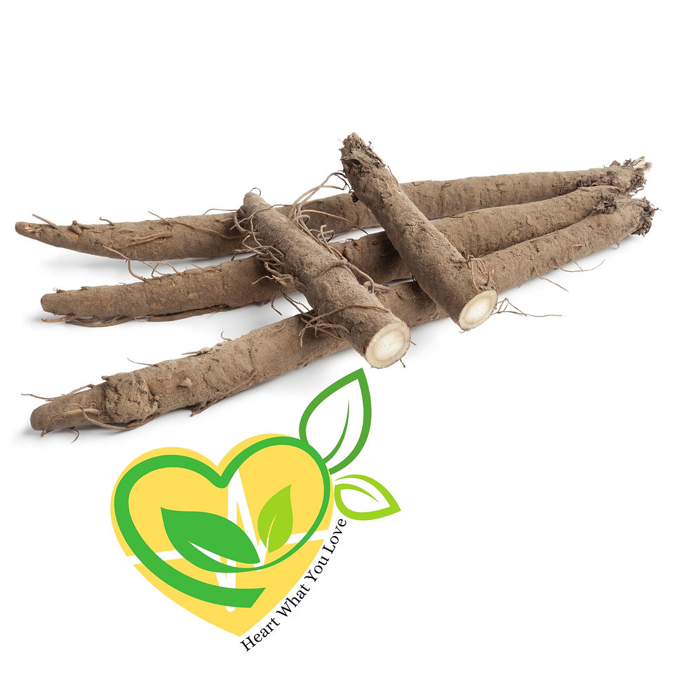 Miniatura: Fresh burdock root harvested from the ground, showcasing its long, brown, earthy appearance for use in organic supplements.