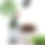 Thumbnail: Whole Clove Organic Tincture Liquid Herbal Drops Extract 2 FL Oz Dropper Bottle