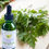 Thumbnail: Wormwood Herb Tincture Organic Natural Liquid Herbal Drops 2 FL OZ Digestion Aid