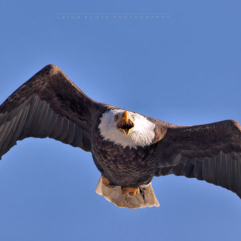Screaming Bald Eagle
