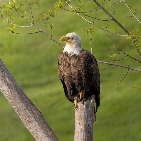 Bald Eagle sitting on a tree stump basking in the early morning sunlight.