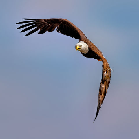 Bald Eagle flying into the sunset