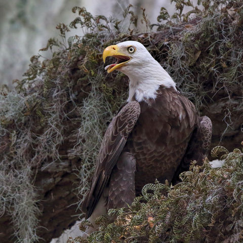 Bald Eagle on tree covered with Spanish Moss