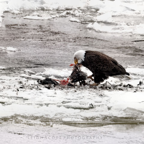 Bald Eagle on ice eating duck