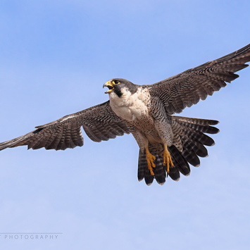 Peregrine9Y6A9509fb.png