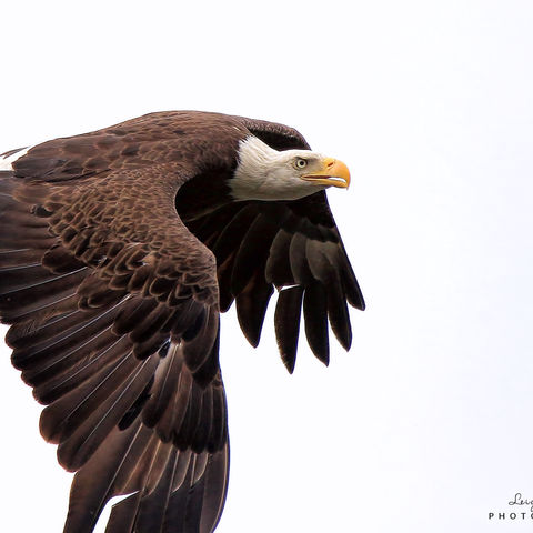 Bald Eagle with fish