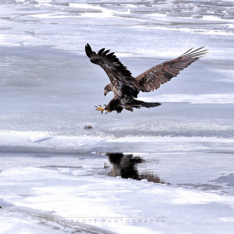 Bald Eagle landing on ice
