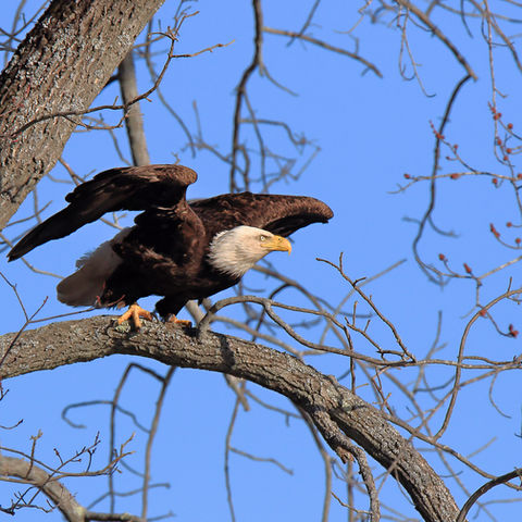 Bald Eagle on branch