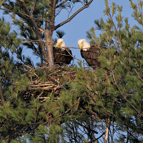 Bald Eagles building nest