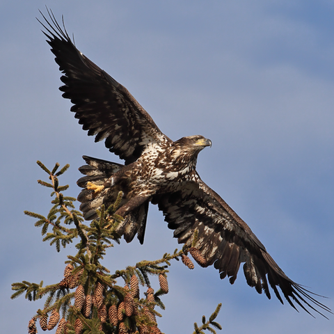 Juvenile Bald Eagle