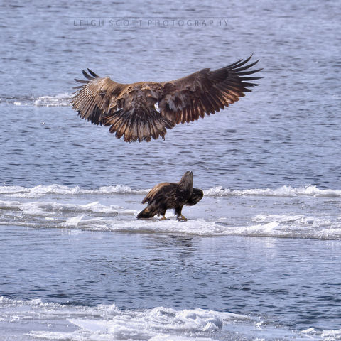 Bald Eagles on ice