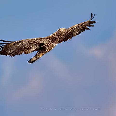 Juvenile Bald Eagle Flying into Sunlight