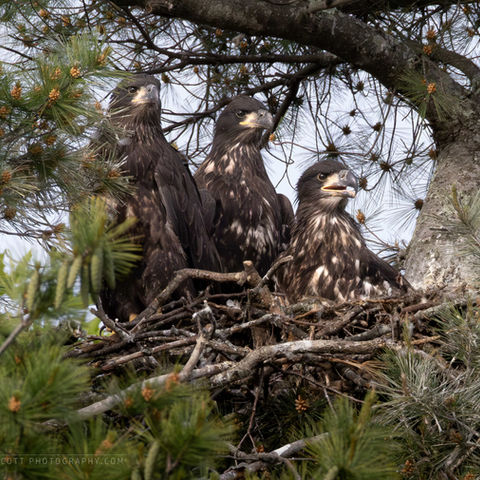 Three Bald Eagle chicks sit alert and looking out, waiting for dinner.