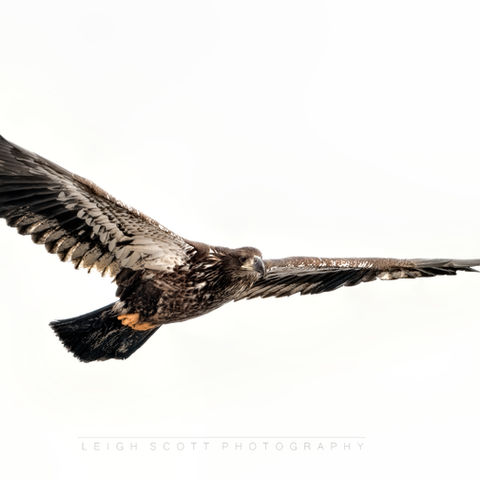 Sub-adult Bald Eagle in flight