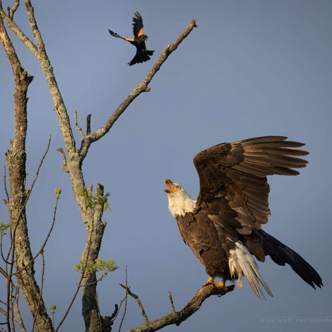 A bald-Eagle and Red-winged Black-bird sit on separate branches of a tree with wings raised and beaks wide open in a territorial dispute.