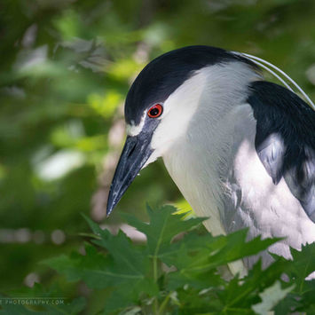 The face of a Black-crowned Night Heron is illuminated by the reflection of the water below, as it sits in the shadows of a leafy tree.