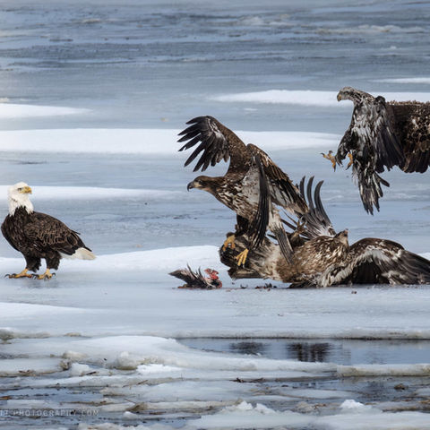 Three juvenile Bald Eagle get into a skirmish on the ice over scavenged duck remains while an adult looks on calmly from the left.