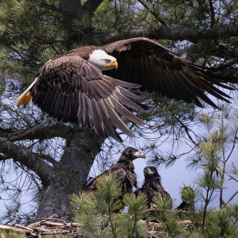 A Bald Eagle leaves the nest after delivering lunch to her three eaglets.