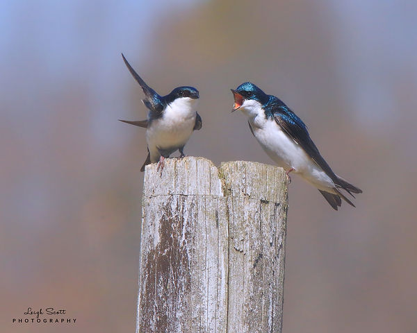 Tree Swallows
