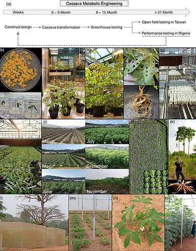 Overview on cassava source–sink metabolic engineering