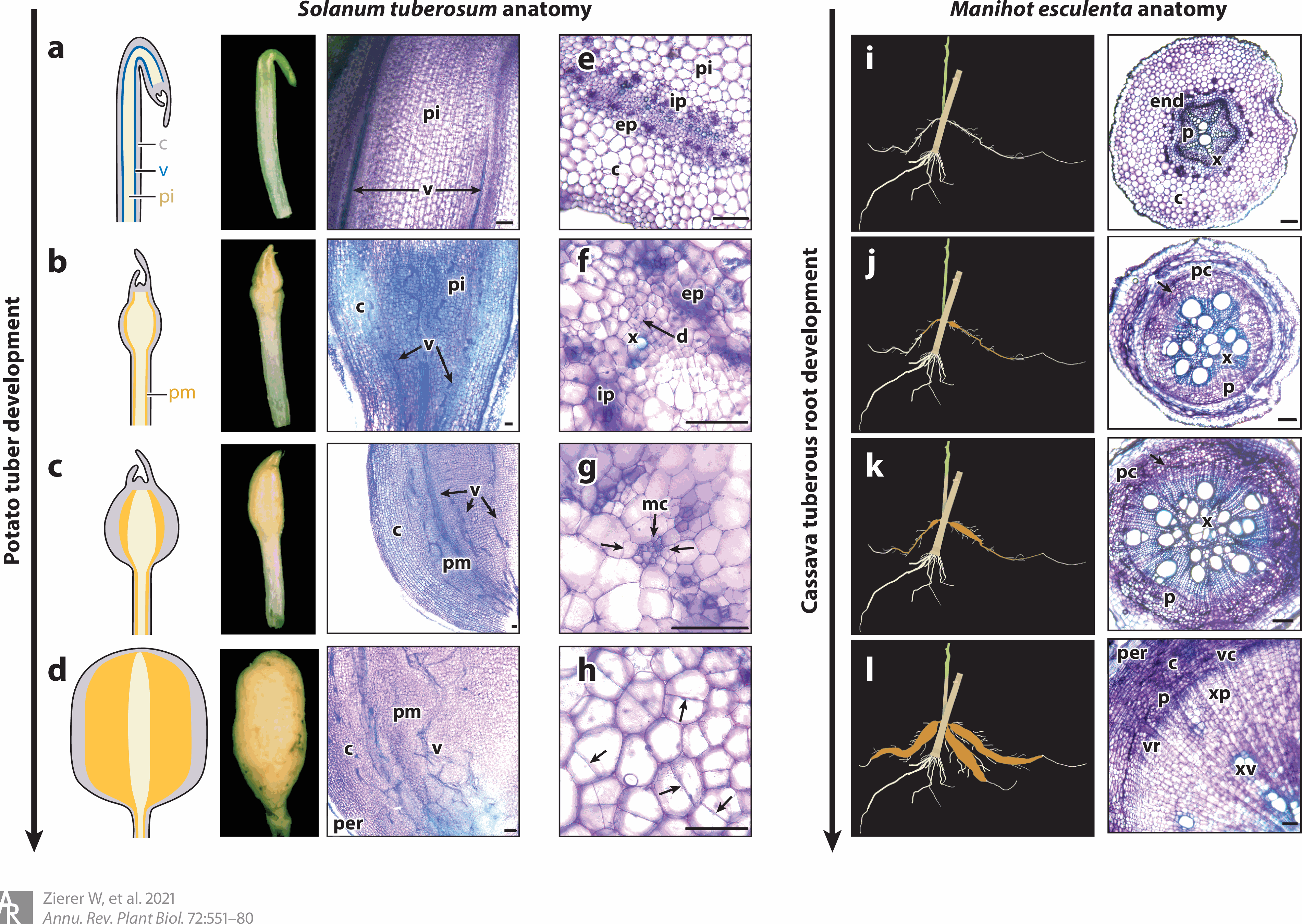 Storage organ formation in potato and cassava