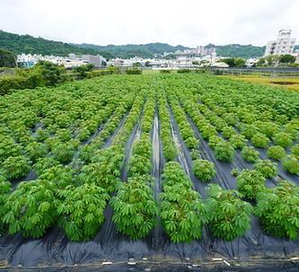 Field-Growth.jpeg
