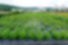 Field-Growth.jpeg