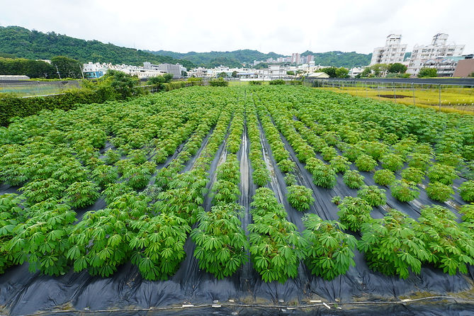 Field-Growth.jpeg
