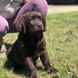 Moose x Mercy Pup