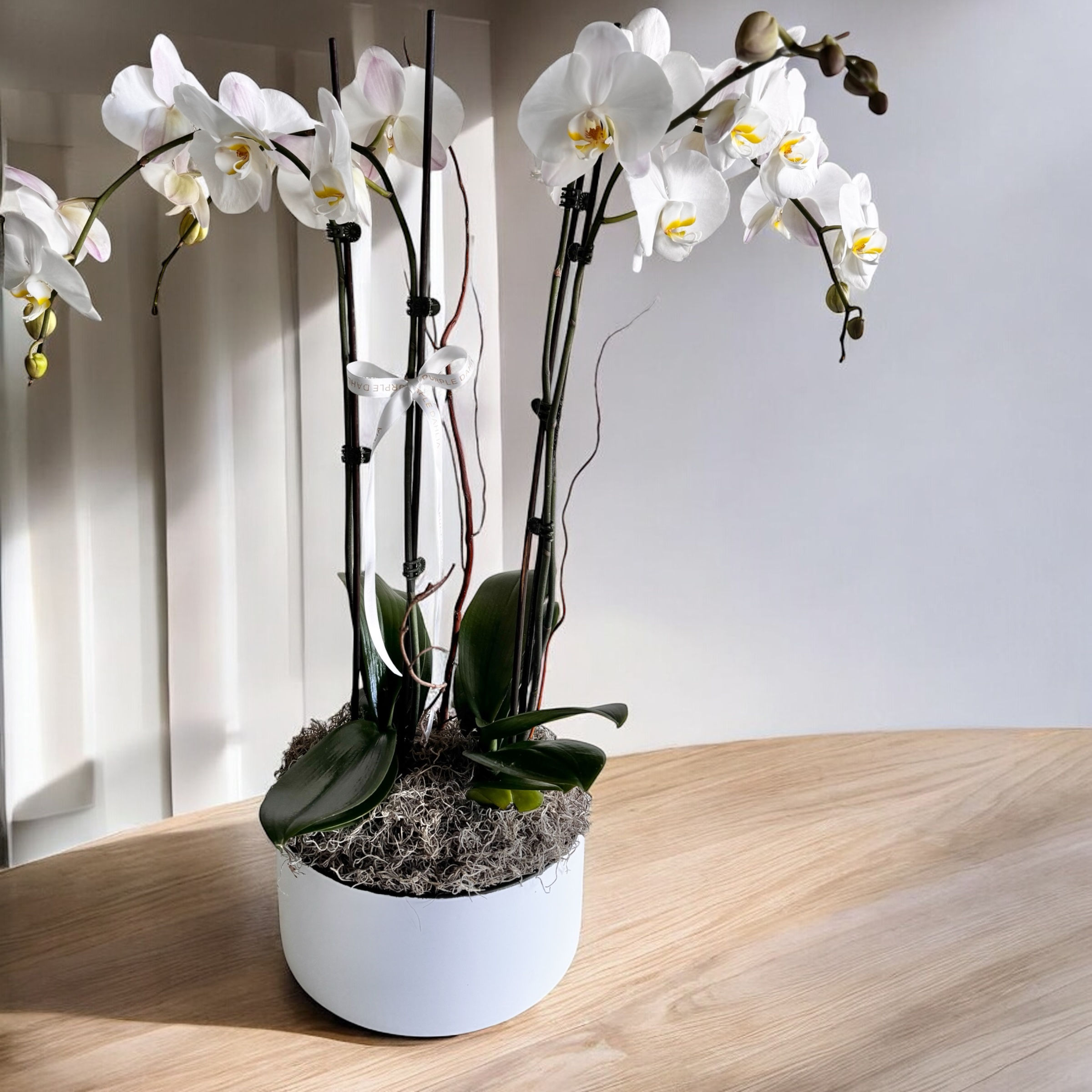 Whispering Grace -Luxe