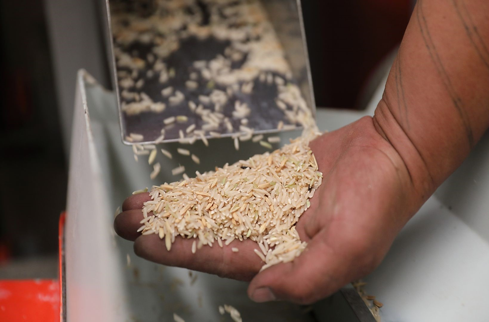 Setting Up a Successful Rice Processing Plant Setup Report 2026: Business Plan