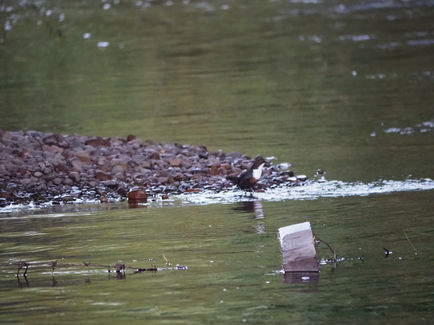 Oh look it's the same Dipper