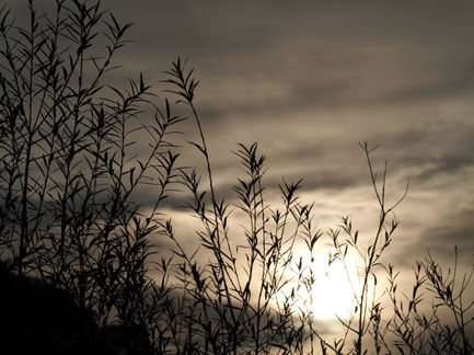 The river Eden is lined with Willow trees