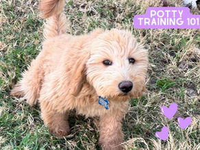 Potty Training, doodles, rescue.