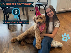 Doodle, dog, rescue, volunteer.