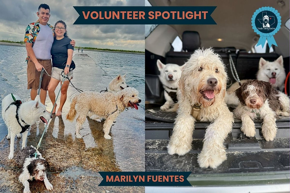 doodles, dogs, volunteer.