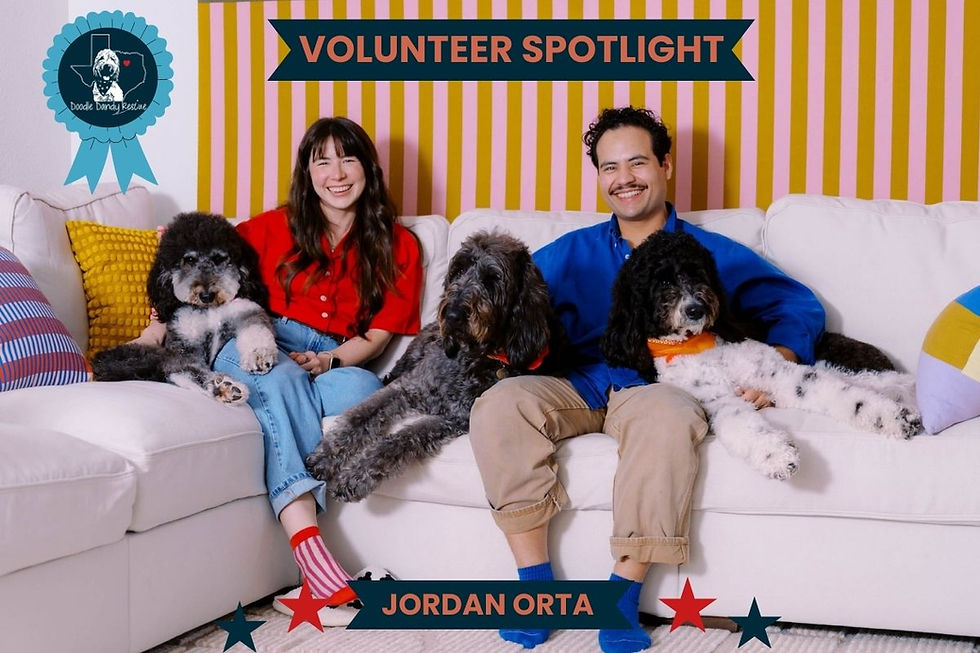 Volunteer Spotlight, Volunteer, Rescue, Doodles
