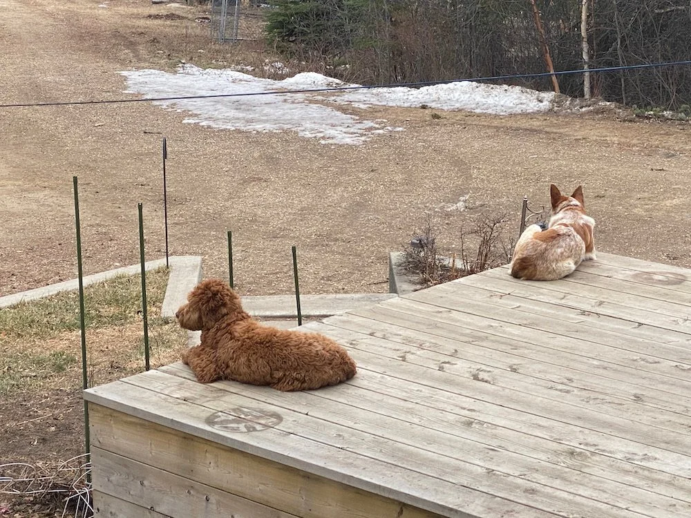 Leonard and Rusty on deck.webp