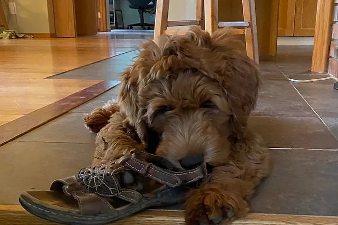 Leonard shoes.webp