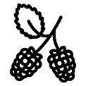 blackberries.jpg